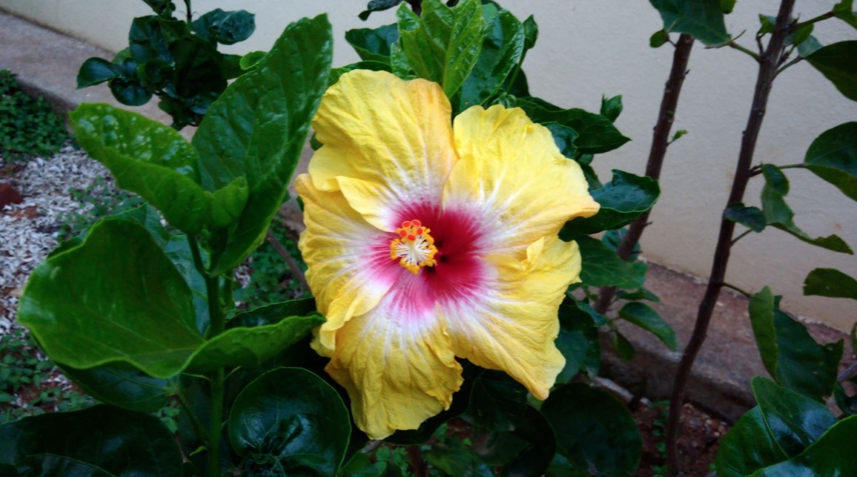 Asus Zenfone 3 Max review: Powerhouse with gorgeous design Asus, Zenfone 3 Max, camera review,