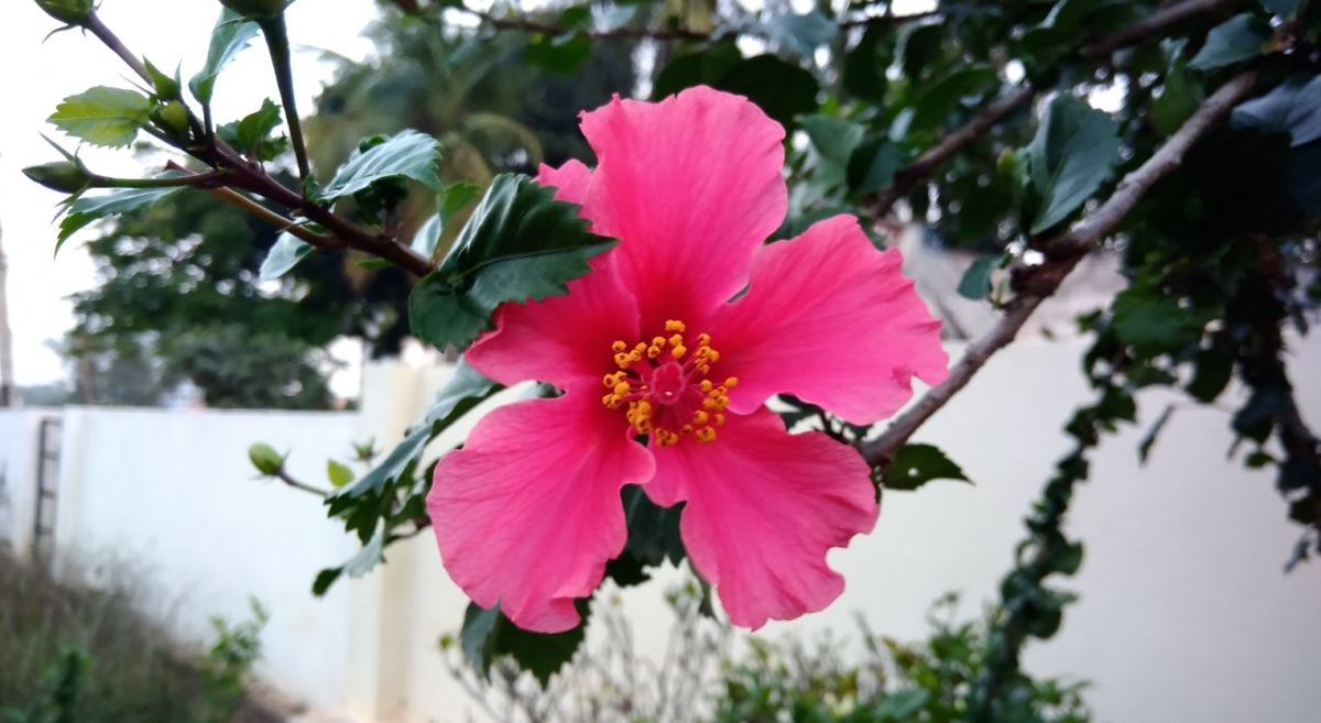 Asus Zenfone 3 Max review: Powerhouse with gorgeous design Asus, Zenfone 3 Max, review, camera