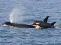 Orca