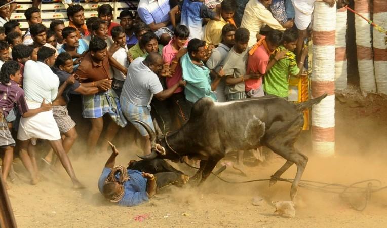 Jallikattu Ban Thousands Protest Across Tamil Nadu State Govt Promises To Hold Bull Taming