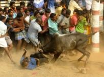 Jallikattu