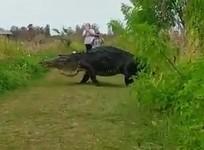 Massive alligator casually strolls across tourists pasth at nature reserve