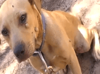 Alleged puppy farm in Queensland scattered with dead corpses