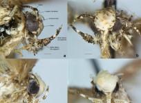 Neopalpa Donaldtrumpi