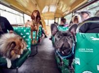 All aboard the worlds first ever tour bus for dogs