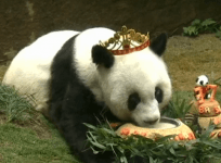 Watch oldest giant panda in captivity celebrate 37th birthday