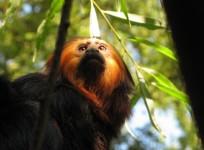 Humans are about to trigger a mass primate extinction, say scientists