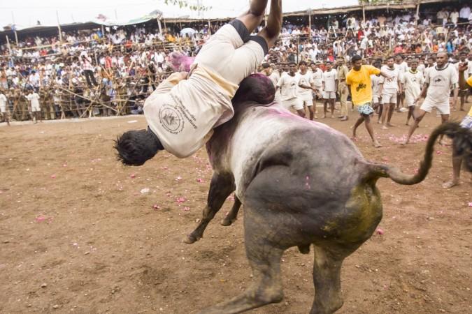 Jallikattu protests, Jallikattu ban