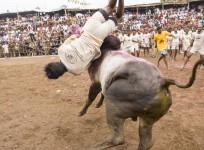 Jallikattu protests, Jallikattu ban