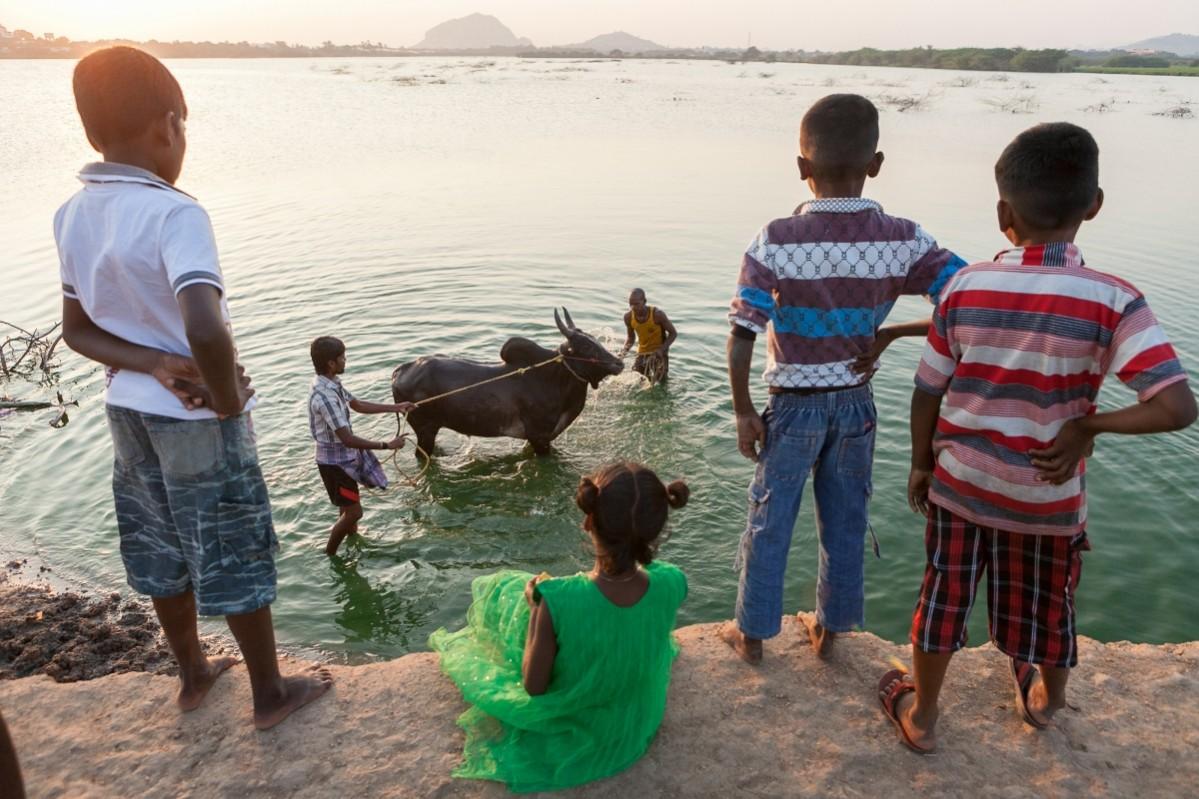 Madurai 2015: Despite the ban against using bulls for Jallikattu or bullock-cart races across the country, some villagers are seen here getting prepared for an event in the hope that the Supreme Court would lift the ban in 2015. One of the villagers takes his bull for a wash to a pond, while local village children watch them. Jallikattu protests, Jallikattu ban