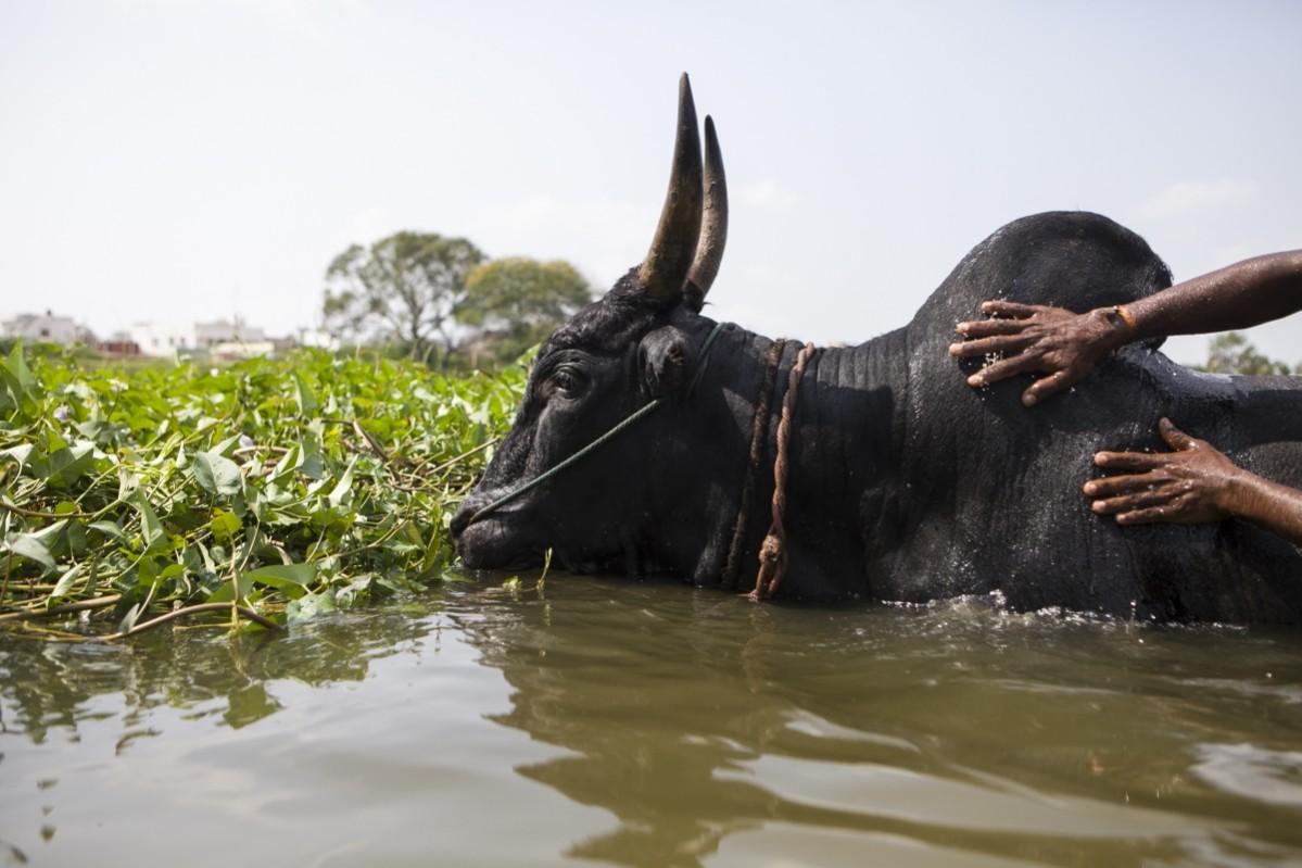 Jallikattu protests, Jallikattu ban