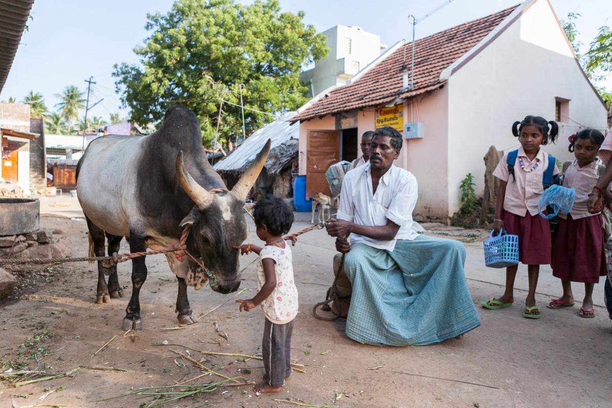 Alanganallur, India 2015: A bull owner asks his granddaughter to touch the bull to show how friendly his Jallikattu bull is.Despite the Supreme Court ban against the use of bulls for Jallikattu, people show their unshaken interest in the festival. Jallikattu protests, Jallikattu ban