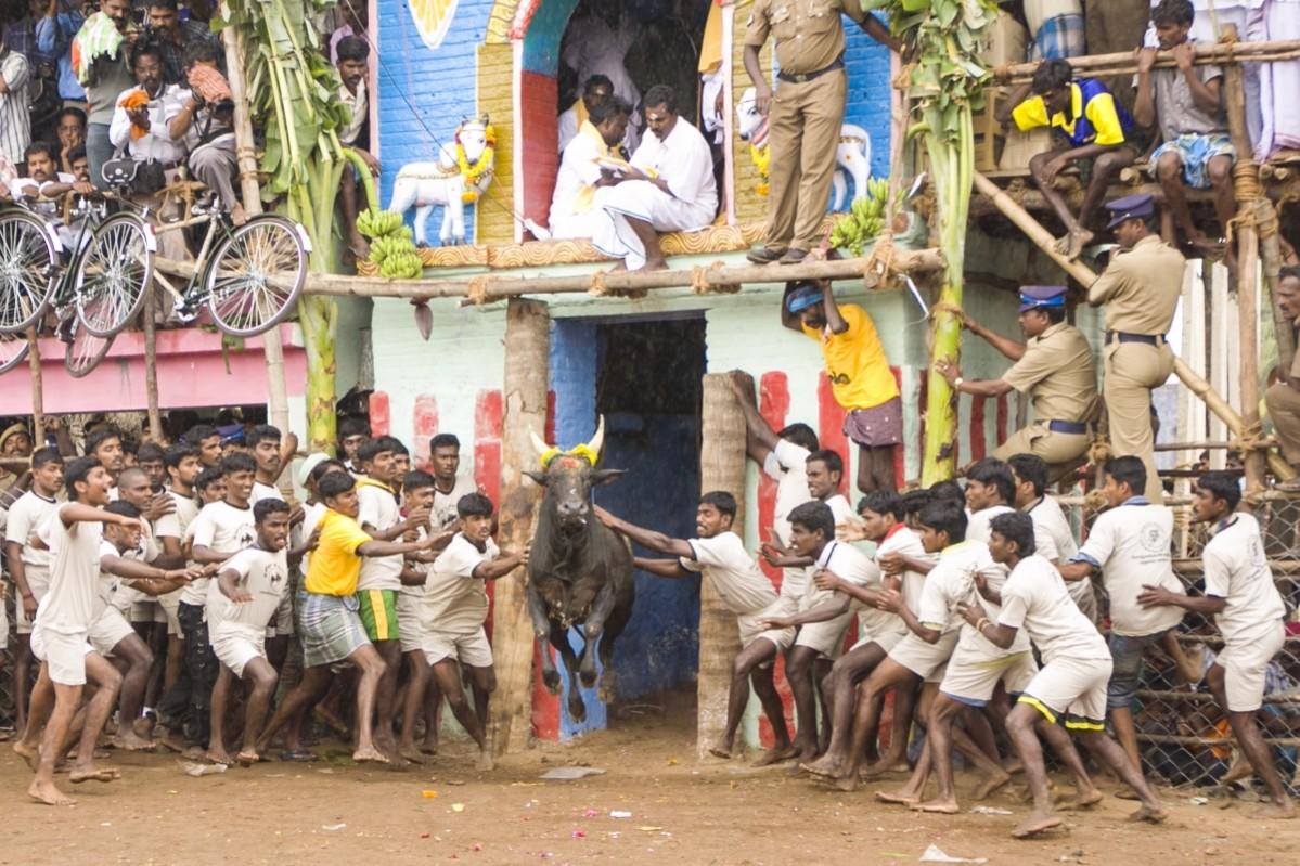Jallikattu protests, Jallikattu ban