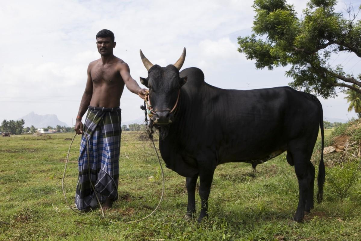 Jallikattu protests, Jallikattu ban