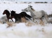 horse