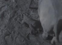 It’s a boy! Second rare Asian elephant born in a month at Chester Zoo