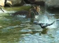 Daring duck plays dangerous game of chicken with tiger