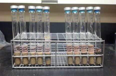 Methanogens contained in these test tubes containing growth nutrients, sand and water. Methanogens