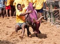 jallikattu ban, jallikattu protest