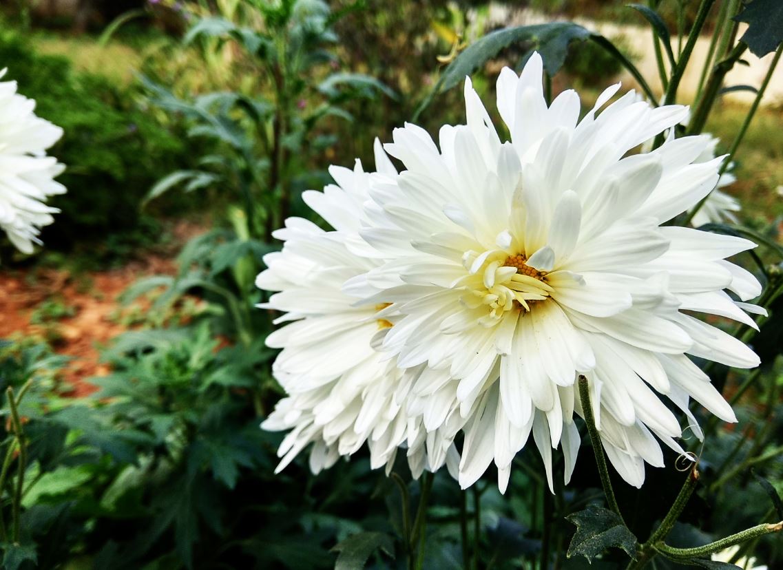 Xiaomi Redmi Note 4 goes on sale in India; 5 key features that make Redmi Note 3 successor a smart buy Xiaomi, Redmi Note 4, camera, preview samples, Redmi Note 4 camera preview,