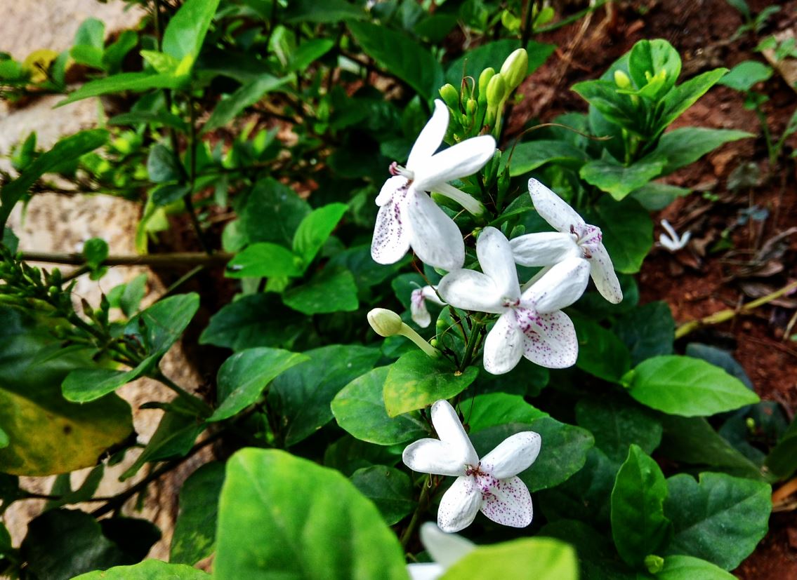 Xiaomi Redmi Note 4 goes on sale in India; 5 key features that make Redmi Note 3 successor a smart buy Xiaomi, Redmi Note 4, camera, preview, Redmi Note 4 camera review