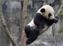 A baby giant panda is interested in a camera set up on a tree at Chengdu Research Base of Giant Panda Breeding in Chengdu, Sichuan province, China