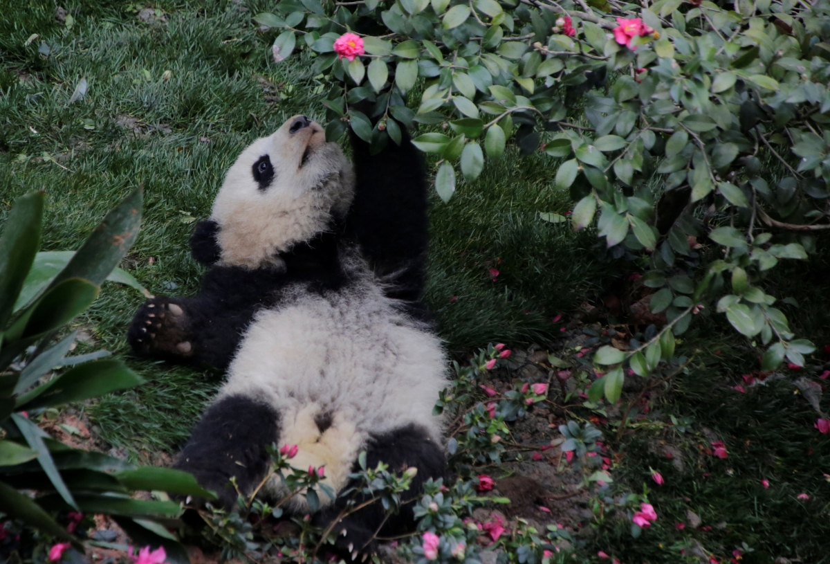 A baby giant panda plays at Chengdu Research Base of Giant Panda Breeding in Chengdu, Sichuan province, China