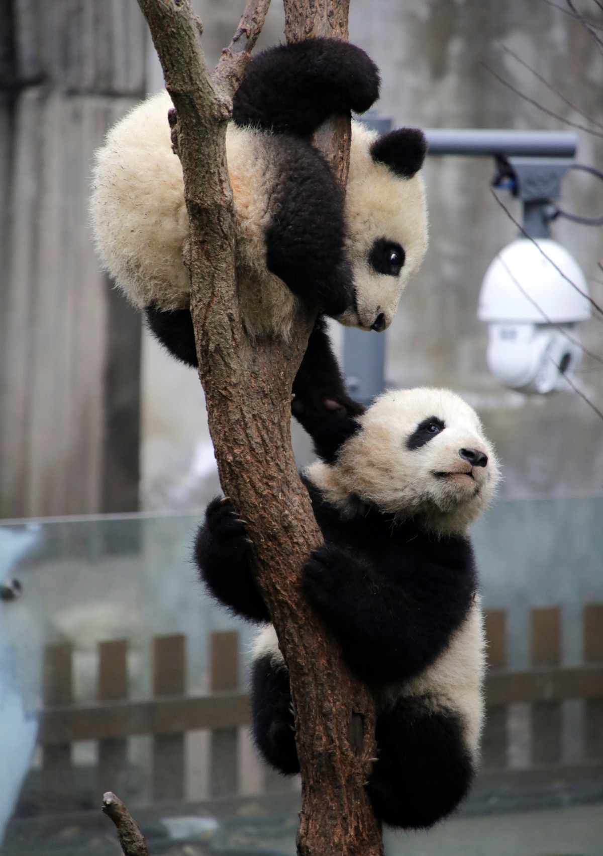 Baby giant pandas play on a tree at Chengdu Research Base of Giant Panda Breeding in Chengdu, Sichuan province, China