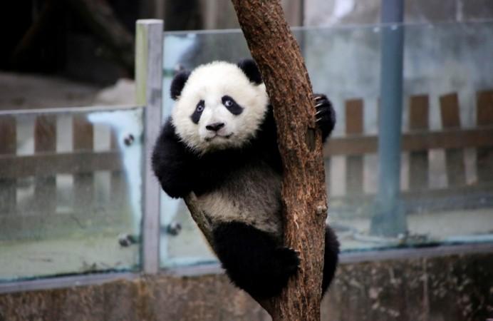 A baby giant panda plays on a tree at Chengdu Research Base of Giant Panda Breeding in Chengdu, Sichuan province, China