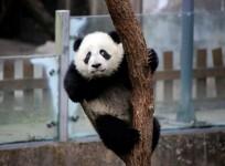 A baby giant panda plays on a tree at Chengdu Research Base of Giant Panda Breeding in Chengdu, Sichuan province, China