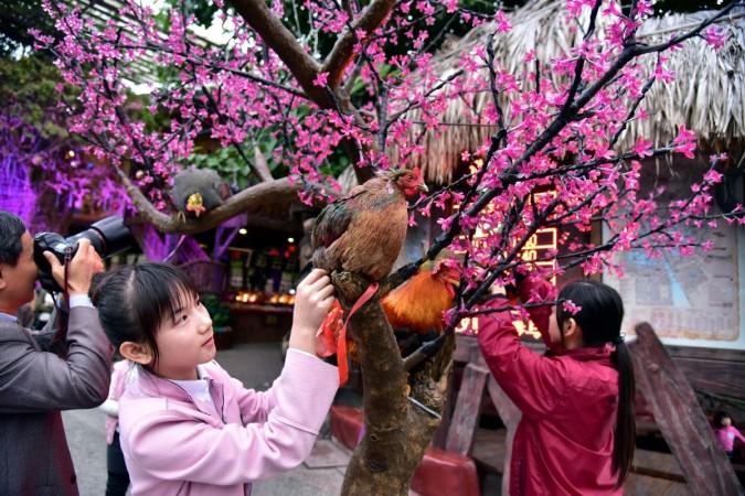 People take pictures of roosters during a rooster beauty contest ahead of the upcoming Chinese Lunar New Year of Rooster (2017), in Shunde, Guangdong province, China People take pictures of roosters during a rooster beauty contest ahead of the upcoming Chinese Lunar New Year of Rooster, in Shunde, Guangdong province, China