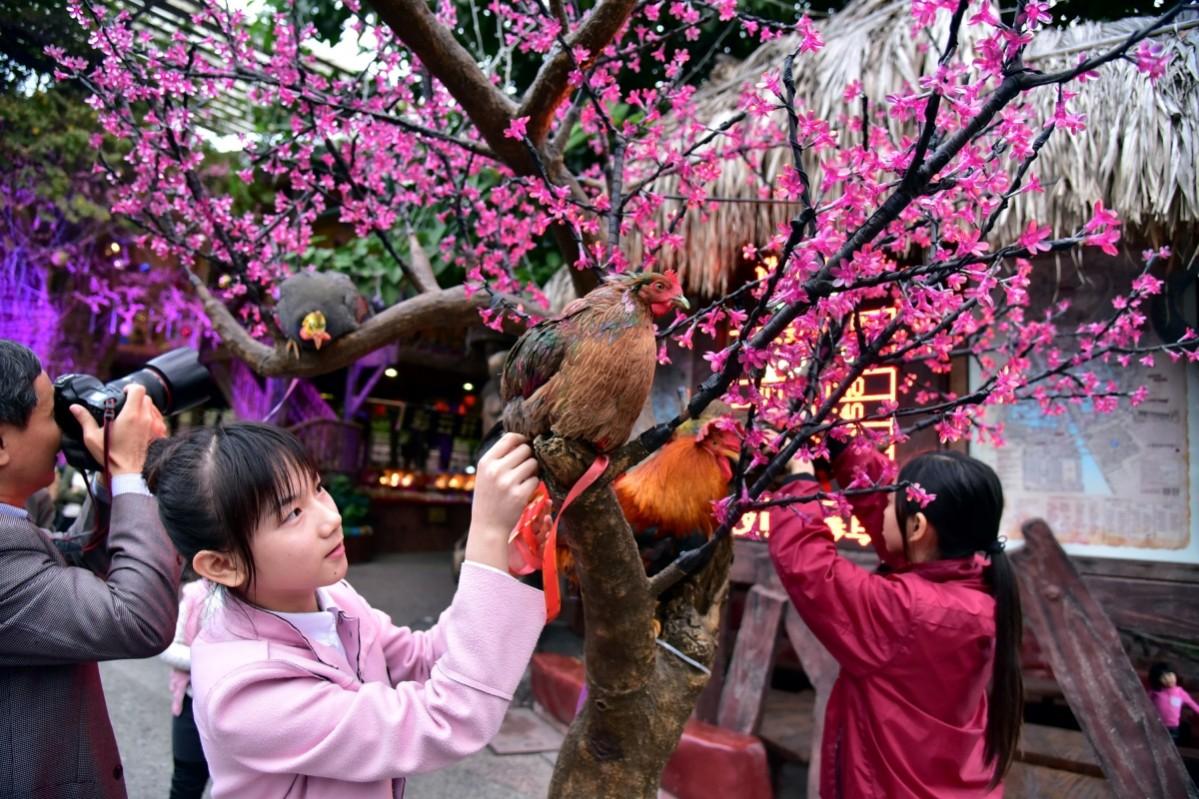 People take pictures of roosters during a rooster beauty contest ahead of the upcoming Chinese Lunar New Year of Rooster, in Shunde, Guangdong province, China People take pictures of roosters during a rooster beauty contest ahead of the upcoming Chinese Lunar New Year of Rooster, in Shunde, Guangdong province, China