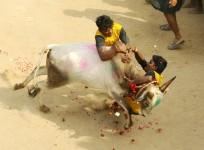 jallikattu, jallikattu protests, tamil nadu politics, bull taming, agriculture crisis in tn, tm cm ops, dmk, aiadmk