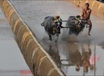 Kambala