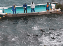 100s of dolphins tortured in Japan in alarming Facebook Live stream