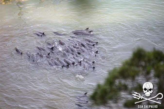 Dolphins in Japan