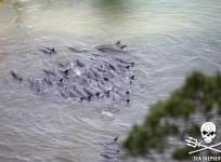 Dolphins in Japan