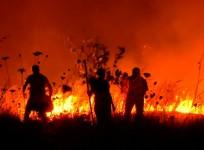 Chile battles worst forest fires in modern history