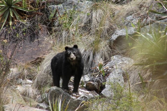 Watch cute Andean bears roam among tourists at Historic Sanctuary of Machu Picchu