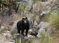 Watch cute Andean bears roam among tourists at Historic Sanctuary of Machu Picchu