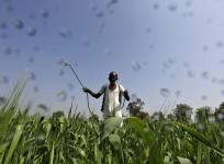 India agriculture