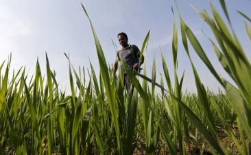 India wheat crop
