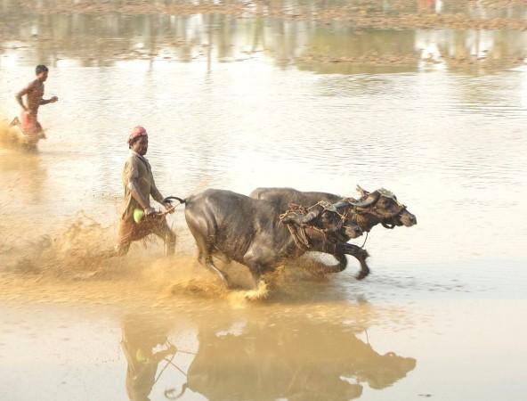 Kambala