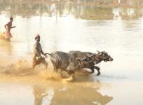 Kambala