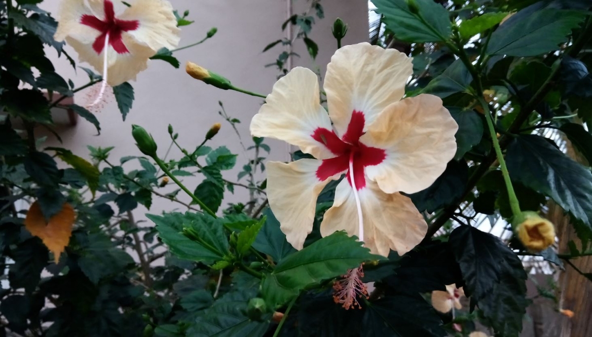 Asus Zenfone 3s Max Camera review Asus, Zenfone 3s Max, review, Zenfone 3s Max camera review,