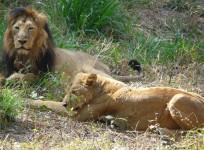 bannerghatta national park