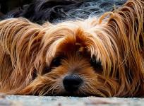 dog,reggae music,
