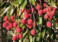 Lychee