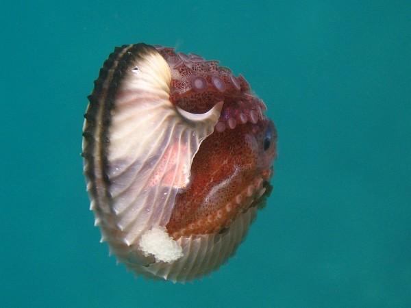 Female Argonauta argo with eggs. Female Argonauta argo, octopus