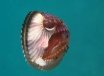 Female Argonauta argo, octopus